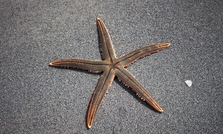 can you eat starfish