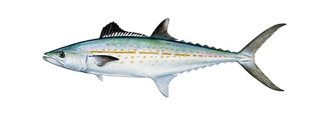 cero mackerel diagram