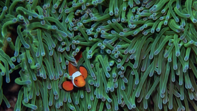 clown fish in algae