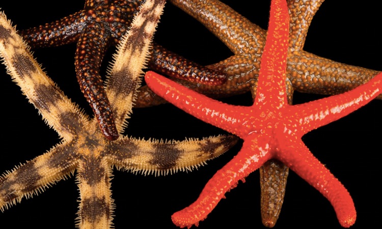 different color starfish