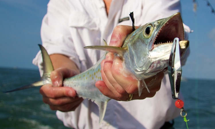 freshly caught spanish mackerel