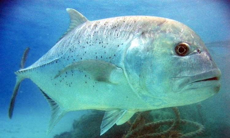 Giant Trevally: All you Need to Know