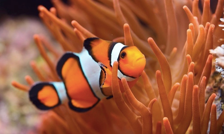 how long do clownfish live