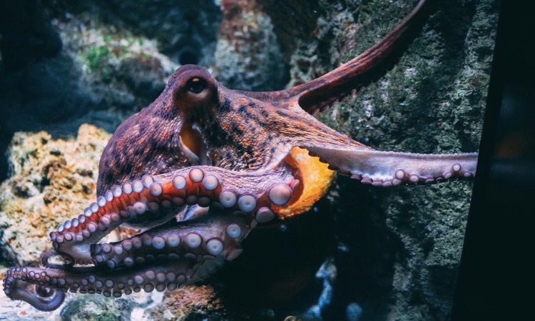 how many suction cups does an octopus have