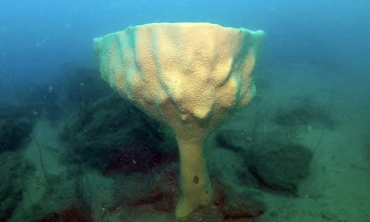 neptunes cup extinct sea creatures found alive