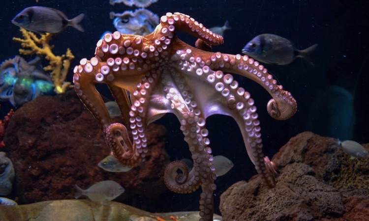 octopus suction cups