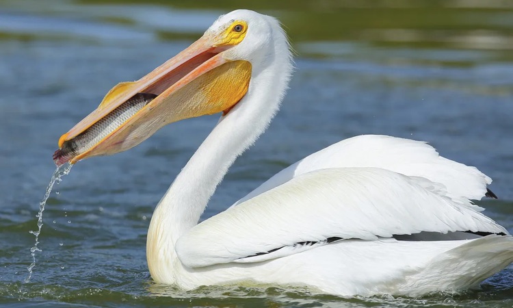 pelican fish in mouth