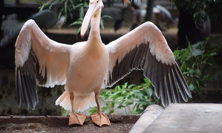 pelican wing span