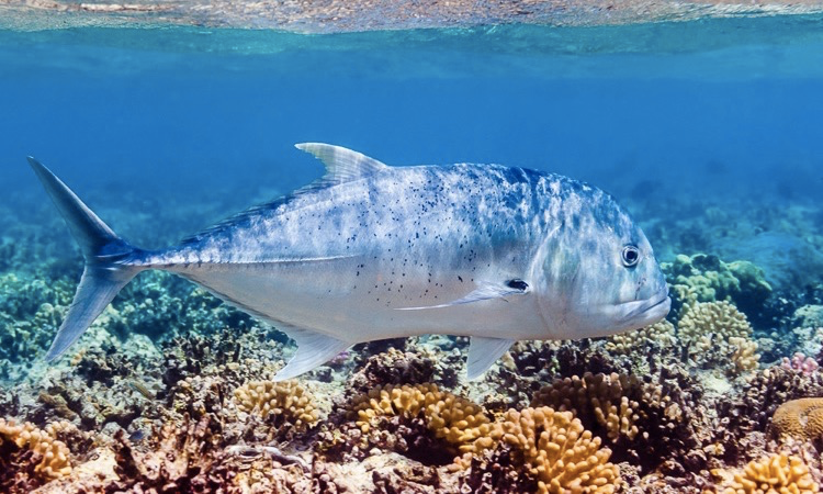 trevally swimming over reef