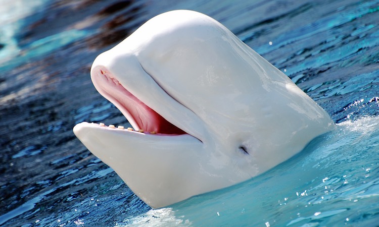 what do beluga whales eat?