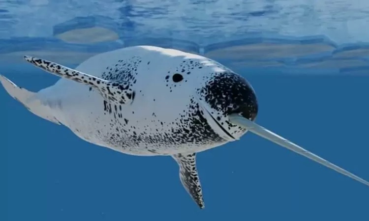 white narwhal