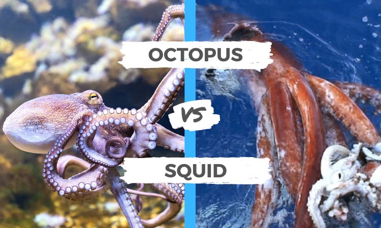 Octopus vs Squid: All you need to Know