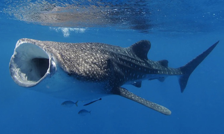 whale shark mouth open