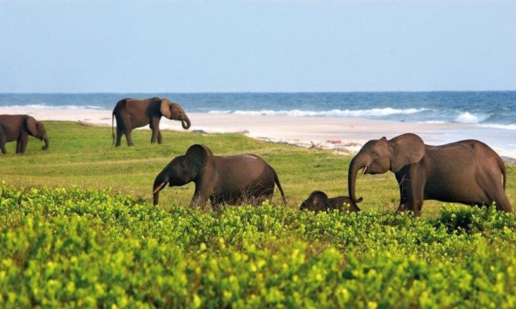loango national park gabon beaches
