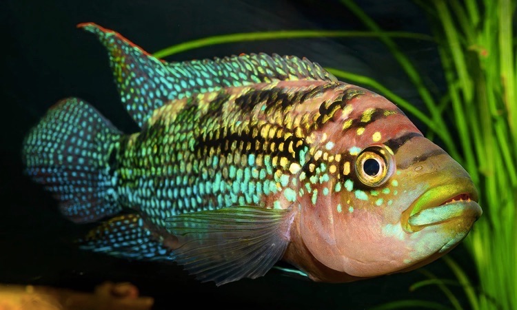 Rocio octofasciata fish