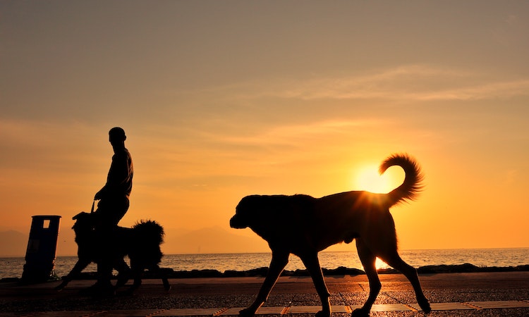 The Ultimate Guide to Planning a Dog-Friendly Beach Break
